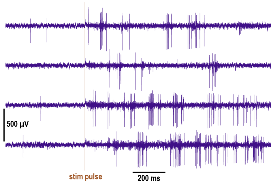 Evoked neural action potentials from Intan RHS2116 chip